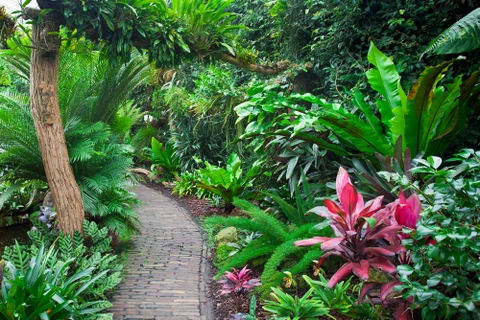 Jardin tropical luxuriant avec sentier pavé serpentant entre végétation dense