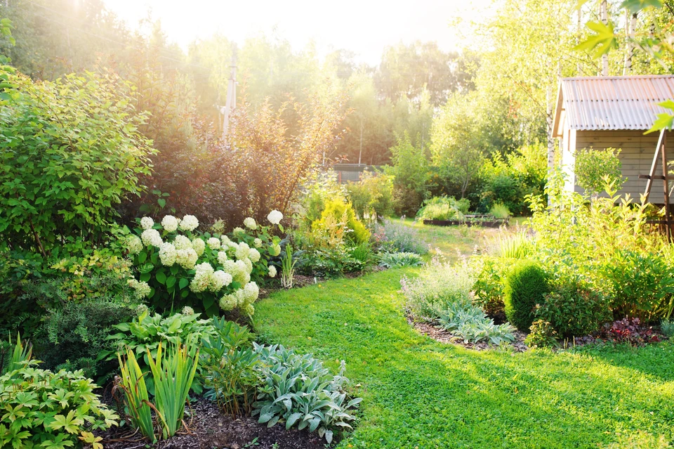 Jardin paysager avec pelouse centrale, massifs de fleurs blanches (hortensias), arbustes variés et végétation luxuriante