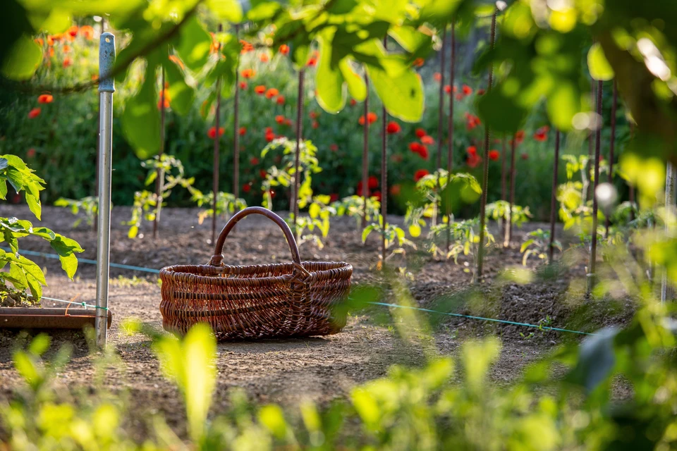 Lit élevé pour la culture de légumes frais et d'herbes aromatiques dans le jardin